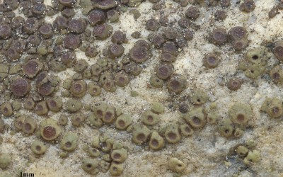 Acarospora oligospora