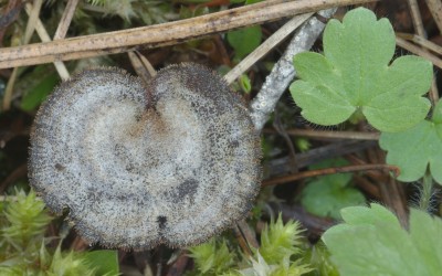 Auriscalpium vulgare 