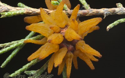 Gymnosporangia juniperi-viginianea 