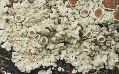 Jorgensenia cephalodina 