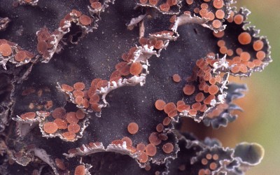 Leioderma pycnophorum 