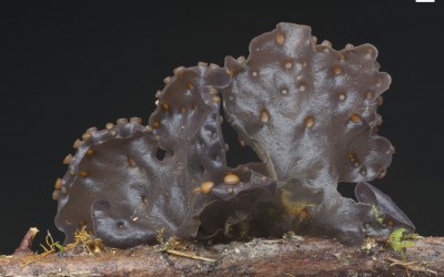 Leptogium australe 