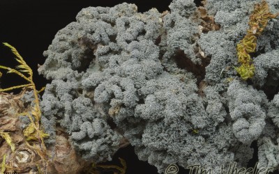 Leptogium coralloideum 