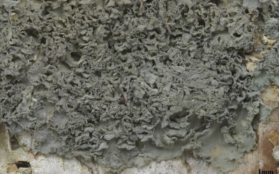 Leptogium coralloideum 