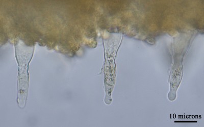 Pholiota subochracea cheilocystidia