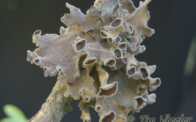 Pseudocyphellaria guillemini