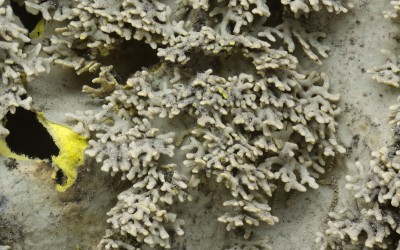 Pseudocyphellaria flavicans 