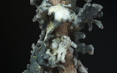 Pseudocyphellaria pluvialis 