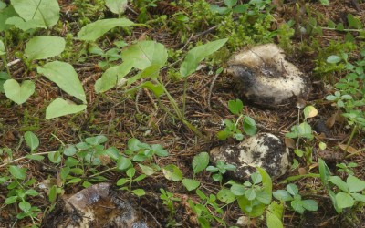 Russula densifolia 